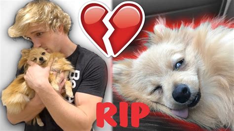 Logan Paul Rip Dog Kong Died Best Moments In 2017 2019