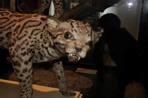 Worst Funny Taxidermy Cheetah Dose Of Funny