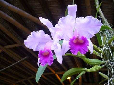 The National Flower Of Colombia Is This Beautiful Catleya Orchid That