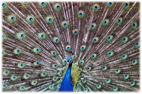 Sparkling Peacock Tail Free Stock Photo - Public Domain Pictures
