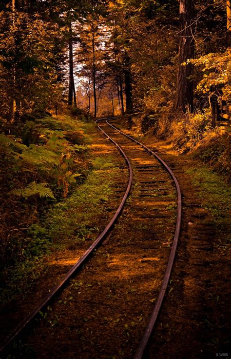 Forest Railway By Digital Webb Beautiful Nature Train Tracks