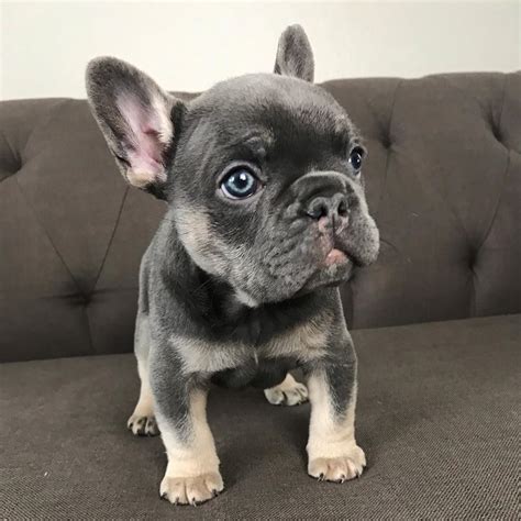French Bulldog Puppy Available