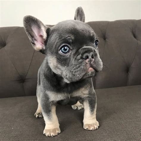 Our babies are affectionate, socialized and well behaved. Blue male Frenchie for sale text (612) 552-7561 ...