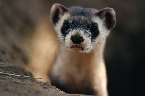 Ani Joel Sartore