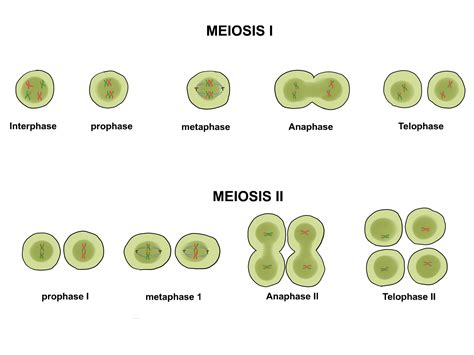 How To Differentiate Between Mitosis And Meiosis 15 Steps