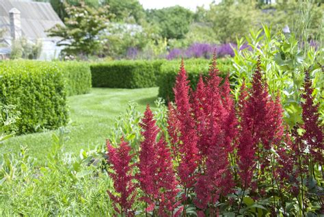 How To Grow And Care For Astilbe Plants