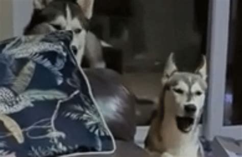 Un Perro Se Ríe Igual Que Su Dueño Y Su Divertido Video Se Hizo Viral