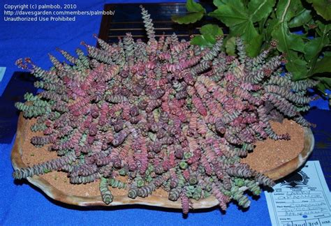 Other specialties include labor and delivery, postpartum, well baby nursery, etc. PlantFiles Pictures: Crassula Species, Jade Necklace ...
