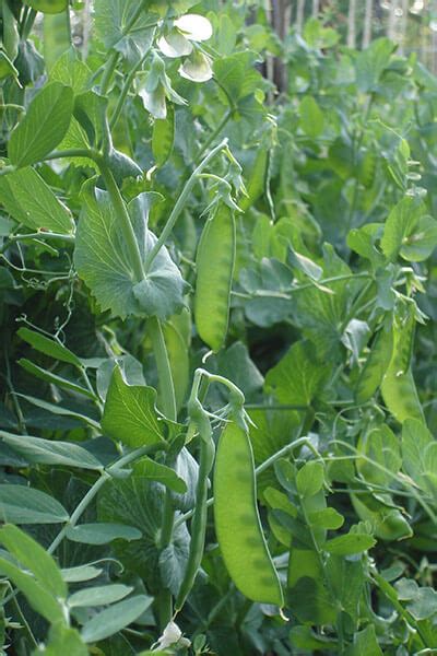 Though there are, for example, bush varieties of sugar snap peas which do not climb far. Growing Green Peas - Bonnie Plants