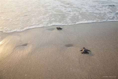 A Simple Solution Can Save Thousands Of Sea Turtles Oceana Usa