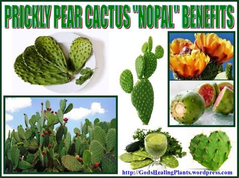 We should investigate a portion of the medical health benefits of nopal cactus that individuals have been getting a charge out of for a huge number of. PRICKLY PEAR CACTUS "NOPAL" BENEFITS (With images ...