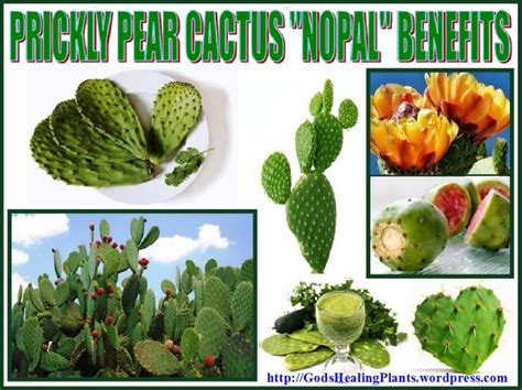 While the fruit is probably the most appetizing part of the cactus, almost the whole plant is edible including the leaves and the stems. PRICKLY PEAR CACTUS "NOPAL" BENEFITS (With images ...