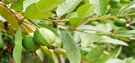 Guava leaves have the same flavors as the fruit. Top 10 Health Benefits of Guava Leaves and Fruits | Wealth ...