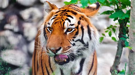 Hd Wallpaper Tiger Desktop Hd Animal Themes One Animal Big Cat