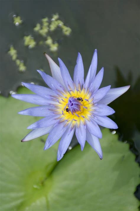 Blue Lotus Flower In Nature Garden Stock Image Image Of Bloom