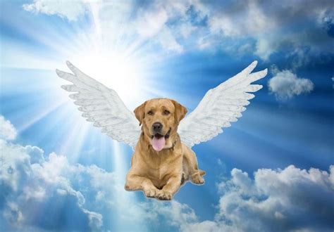 A Womans Personal Story Animals In Heaven Dog Wings Biblemoral
