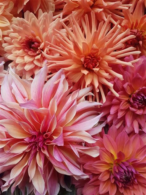 You want to grow a backyard cut flower garden. Growing Cut Flowers in the Kootenays Webinar Recording and ...