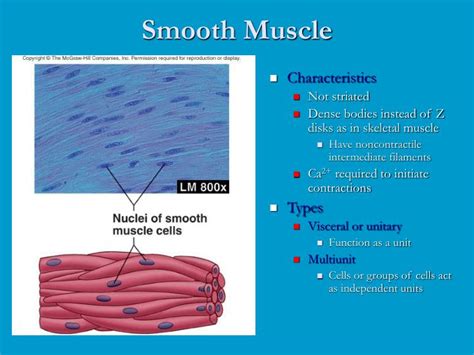 Ppt Smooth Muscle Powerpoint Presentation Free Download Id4225076