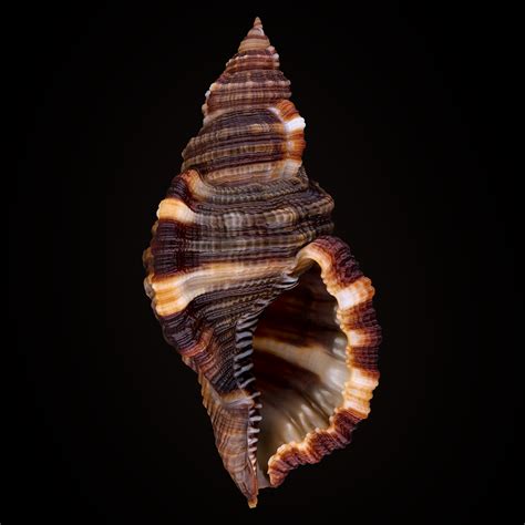 Monoplex Pileare Atlantic Hairy Triton Sea Shells Crystal Seashells Sea Photography