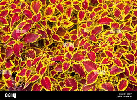 Red Coleus Plant Close Up For Background Stock Photo Alamy