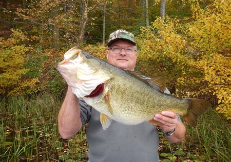 Huge Bass Caught In Virginia Fishingmobile