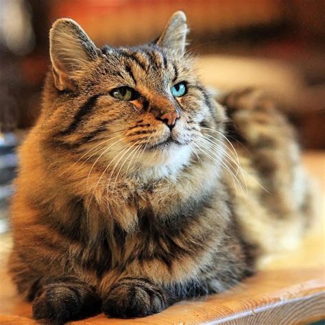 How old is 3 in cat years?: The World's Oldest Living Cat Is 26 Years Old But Still ...