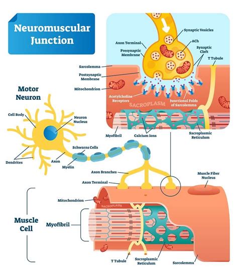 Neuron And Neuromuscular Junction