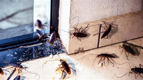 How Much Money Will You Get If You Agree To Release 100 Cockroaches In Your Home Walla Home