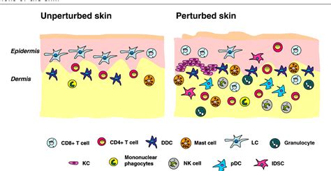 Figure 1 From Immune Functions Of The Skin Semantic Scholar