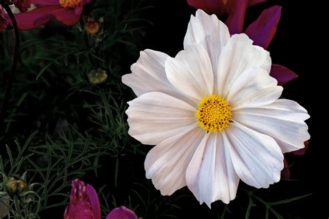 Free Images White Flower Petal Botany Flora Floristry Macro