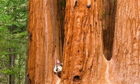 Once Theyre Gone Theyre Gone The Fight To Save The Giant Sequoia