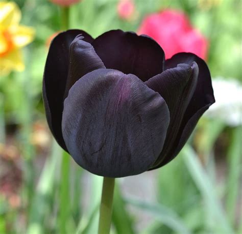 Zwarte Tulp Voor Mijn Vriendin Black Tulips Tulips Image Types