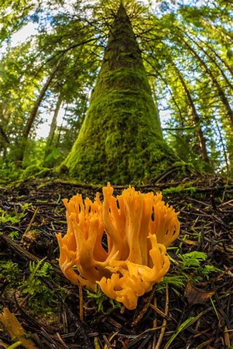 15 Seriously Beautiful Mushrooms Youve Probably Never Seen Before Realclear