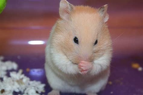 Roborovski Dwarf Hamster As Pet Hamster Care Guide