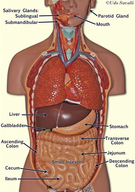 Anatomy Human Torso Model Labeled Organs Anatomy Body
