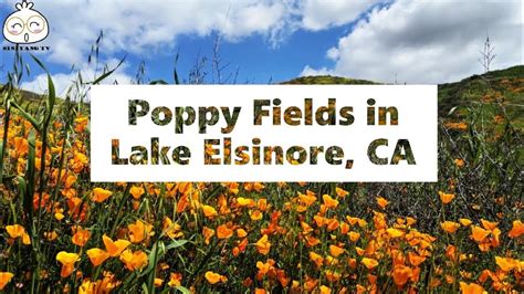 Maybe you would like to learn more about one of these? Poppy Fields in Lake Elsinore, CA #Walkercanyon # ...