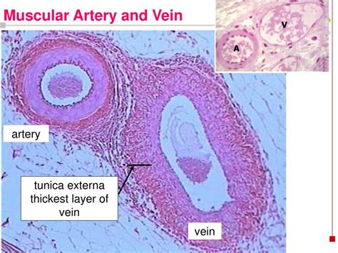 Ppt Heart And Blood Vessels Histology By Dr Nabil Khouri Powerpoint