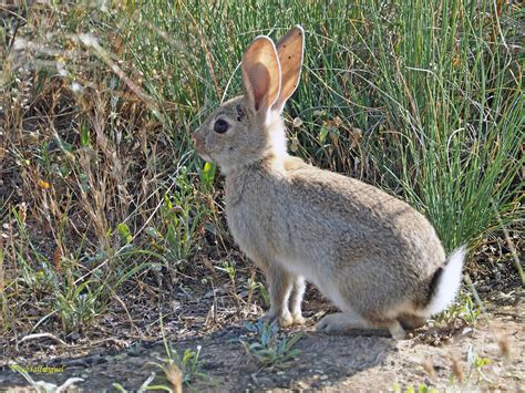 Origen del conejo de monte. Conejo de Monte (Oryctolagus cuniculus) (4) | Conejo de ...