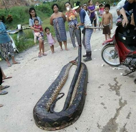A 20 Foot Female Python Mating With A Tiny Male Was Killed During Sex