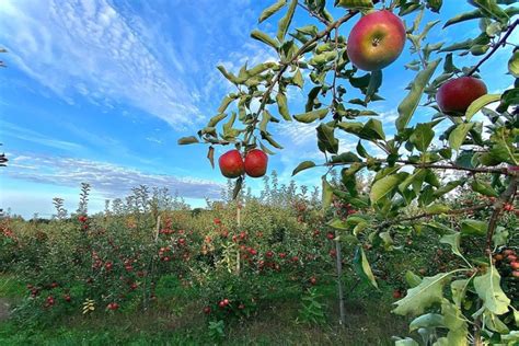 2024 Awesome Guide To Spicer Orchards Farm Market And Winery