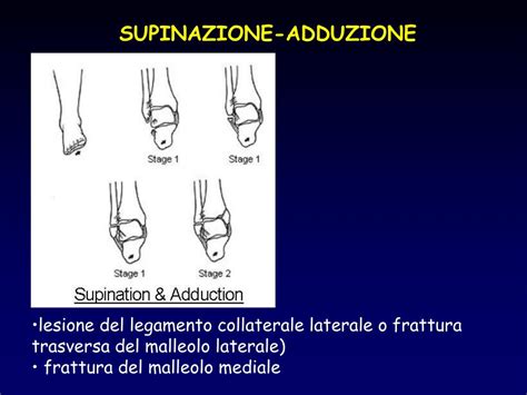 PPT - Università degli Studi di Foggia Facoltà di Medicina ...