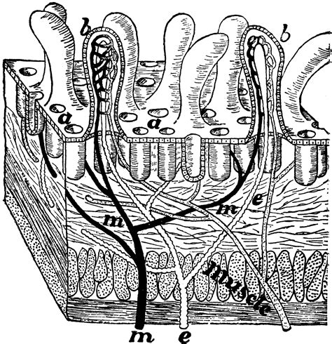Section Of Intestine Wall Clipart Etc