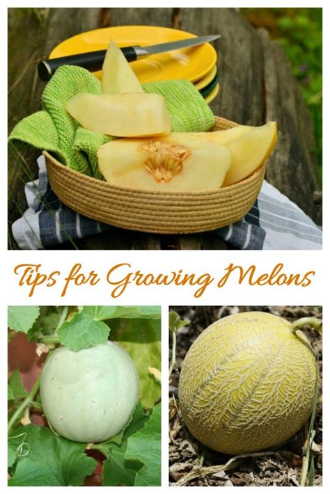 Growing Melons How To Grow Cantaloupe And Honey Dew