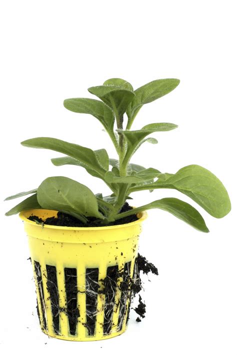 Flowers to grow indoors during winter. Petunia Winter Care - Can You Overwinter A Petunia Plant