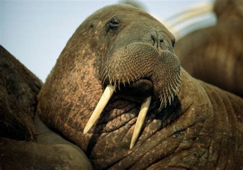 Walrus Arctic Animals Mammals Animals