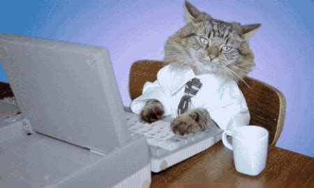 Gif definition, a set of standards and file format for storage of digital color images and short animations. Let's take a moment to appreciate working cats | Funny cat ...