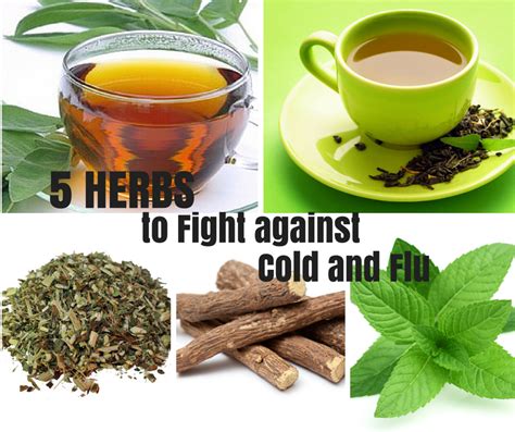 5 Herbs To Fight Against Cold And Flu Kenteco The World Of Tea