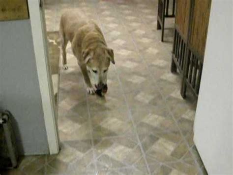 Edited to show frequent bone cancer locations in dogs. Video of my dog and cancer affecting his front leg - YouTube
