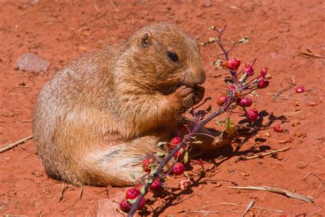 A Prairie Dog Eating Stock Image Image Of Meal Rodent 10707607