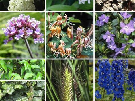 Schaduwplanten In De Tuin Dit Zijn De Mooiste Planten Vtwonen In